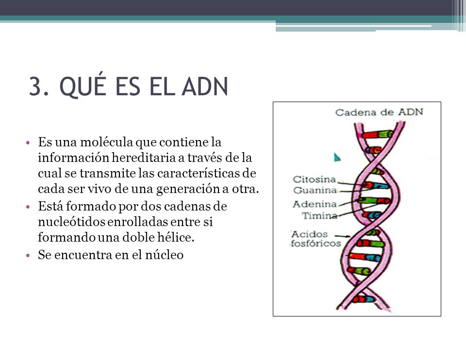 Donde se encuentra el adn